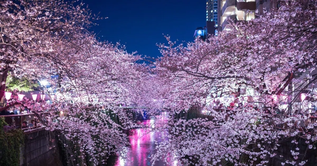 お花見シーズン！桜を見てリフレッシュ🌸桜の名所付近の拠点特集🌸